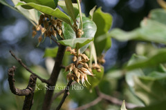 Xantolis tomentosa